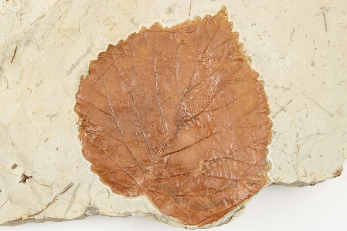 Fossil Leaf (Davidia) - Montana #203356